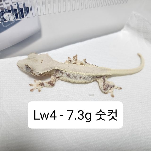 릴리화이트