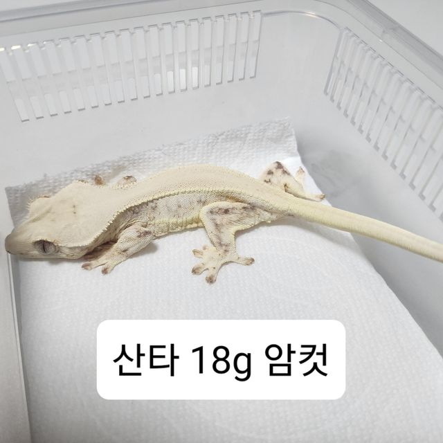 릴리화이트