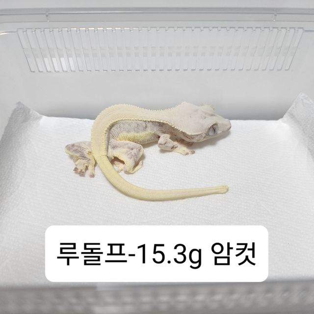 릴리화이트