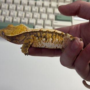 트라이 익스트림할리퀸