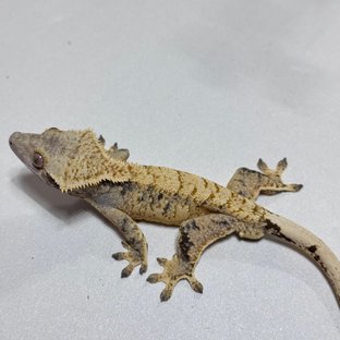 익스트림할리퀸 트라이