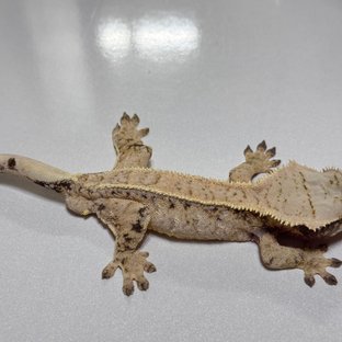 드리피 트라이 텐저린