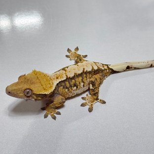 트라이 익스트림할리퀸