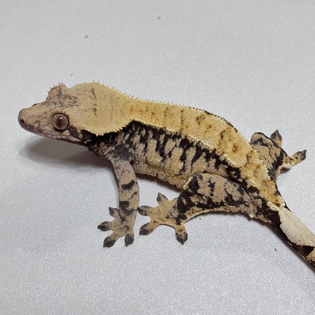 트라이 익스트림할리퀸