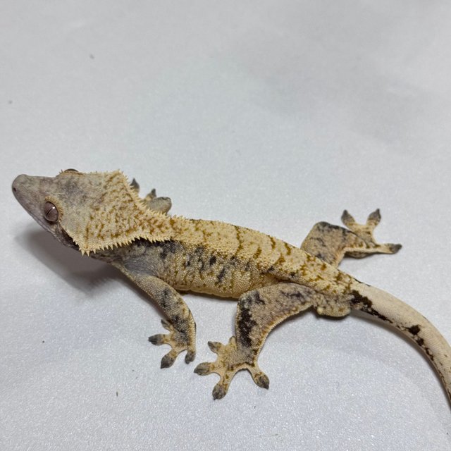 익스트림할리퀸 트라이