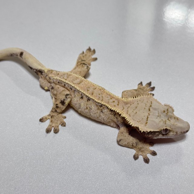 드리피 트라이 텐저린