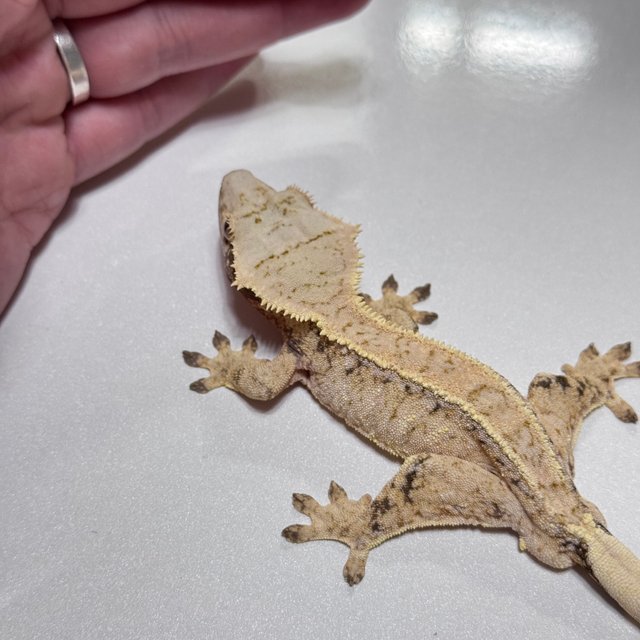 드리피 트라이 텐저린