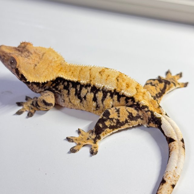 트라이 익스트림할리퀸