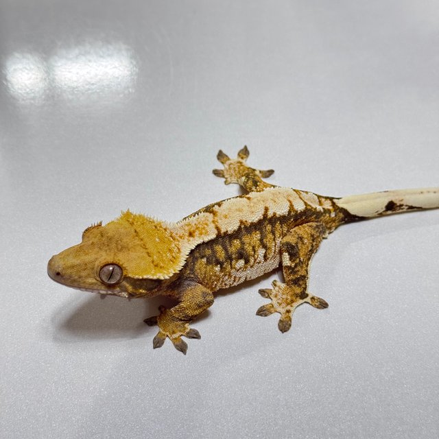 트라이 익스트림할리퀸