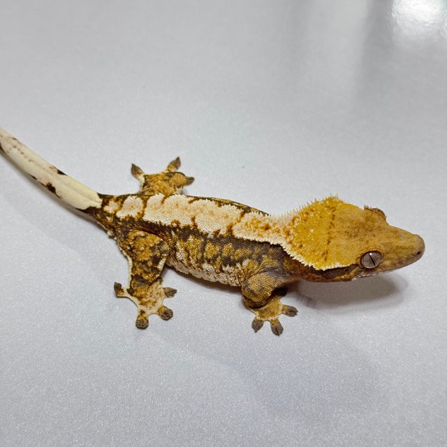 트라이 익스트림할리퀸