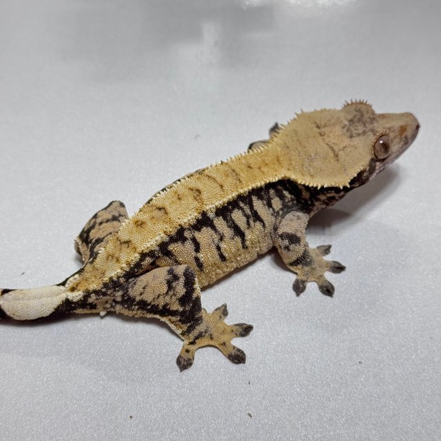 트라이 익스트림할리퀸