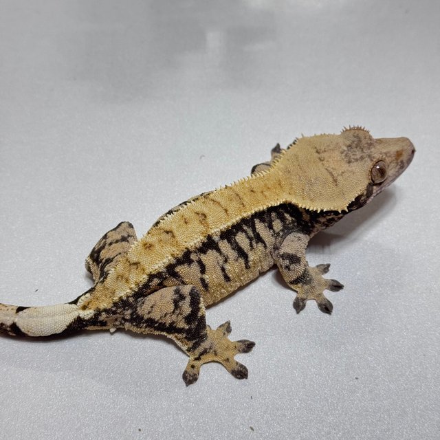 트라이 익스트림할리퀸