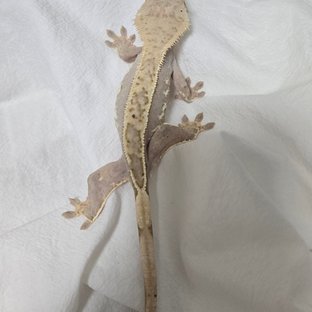 레드 할리퀸