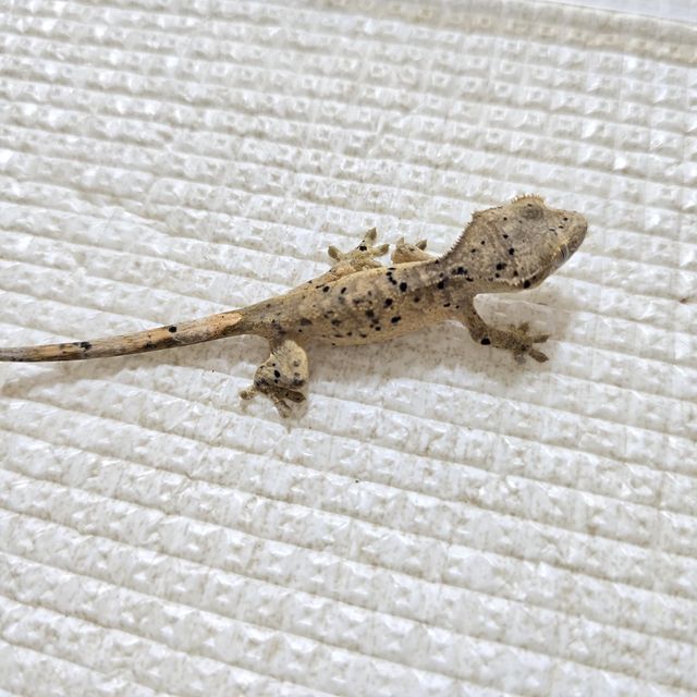 슈퍼달마시안