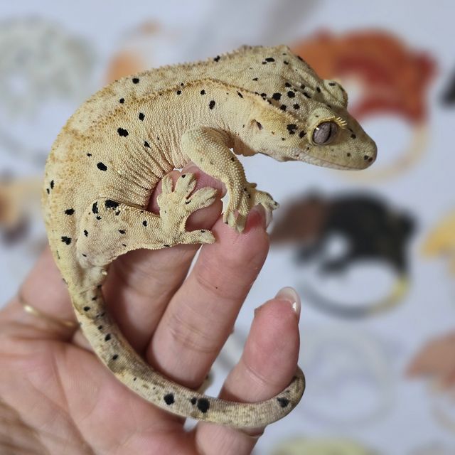 슈퍼달마시안