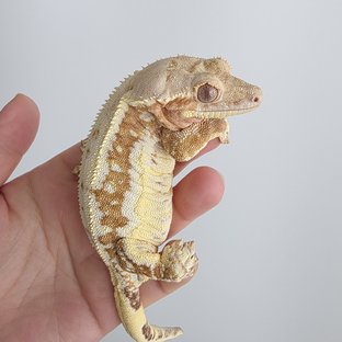 릴리화이트 크림시클 옐로우