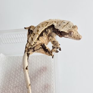 노멀 익스트림할리퀸 트라이