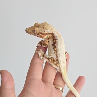 릴리화이트 레드