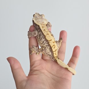 노멀 익스트림할리퀸 트라이