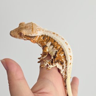 릴리화이트 트라이