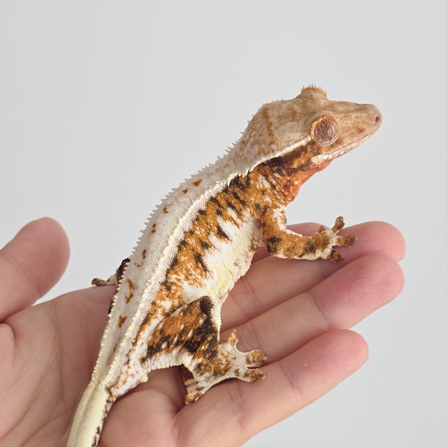 릴리화이트 트라이