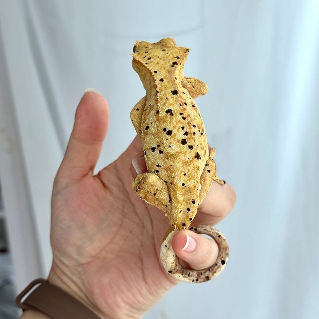 달마시안 노멀