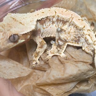 노멀 드리피 화이트스팟 화이트포트홀 레드