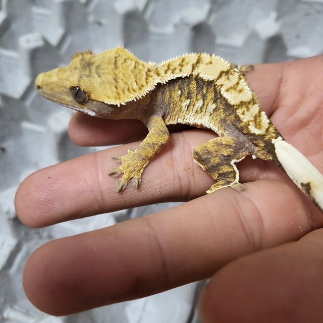 트라이