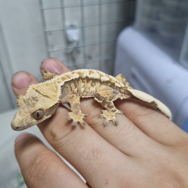 트라이