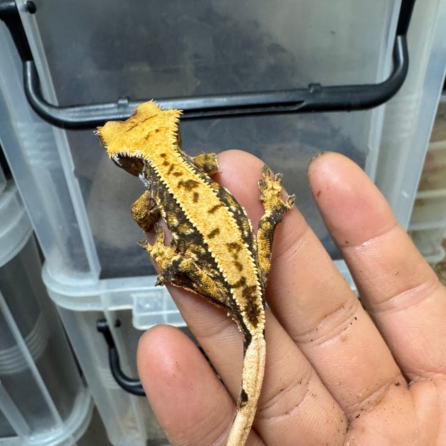 트라이
