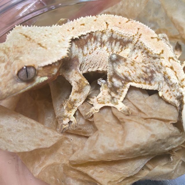 노멀 드리피 화이트스팟 화이트포트홀 레드