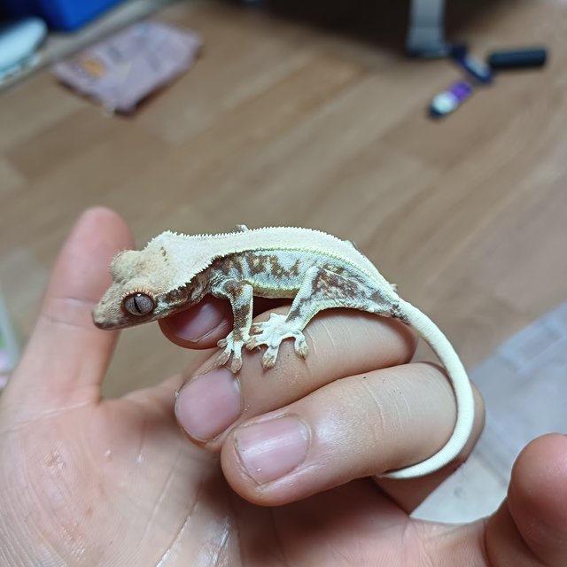 레드 릴리화이트 솔리드백