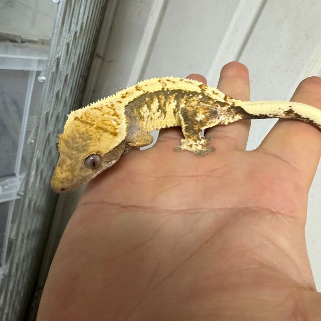 트라이 텐저린