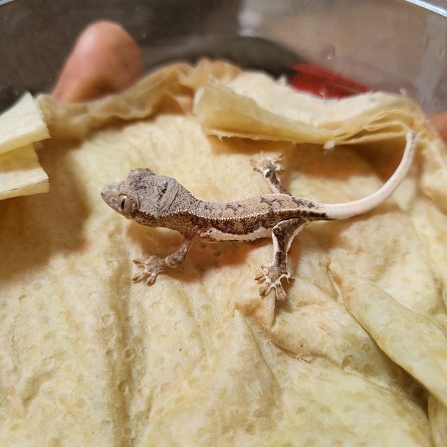 팬텀 릴리화이트