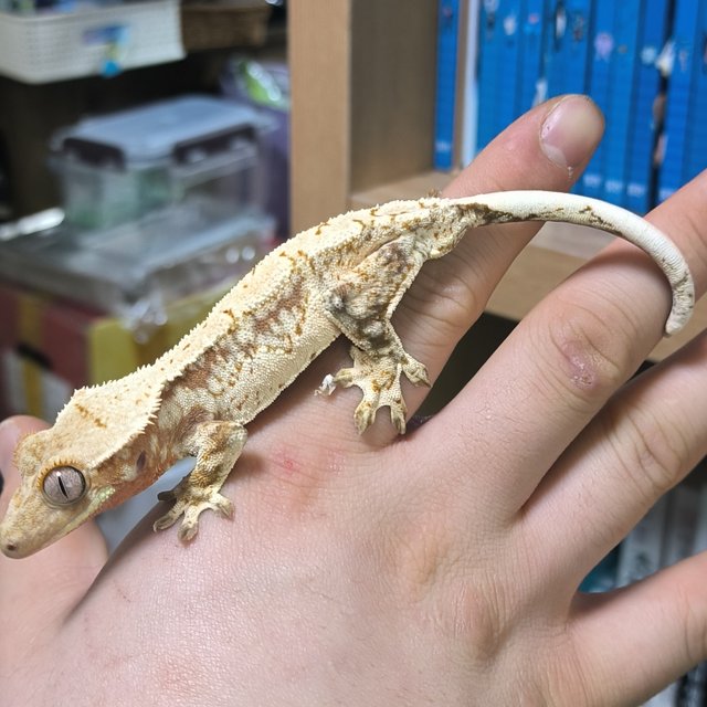 노멀 드리피 화이트스팟 화이트포트홀 레드