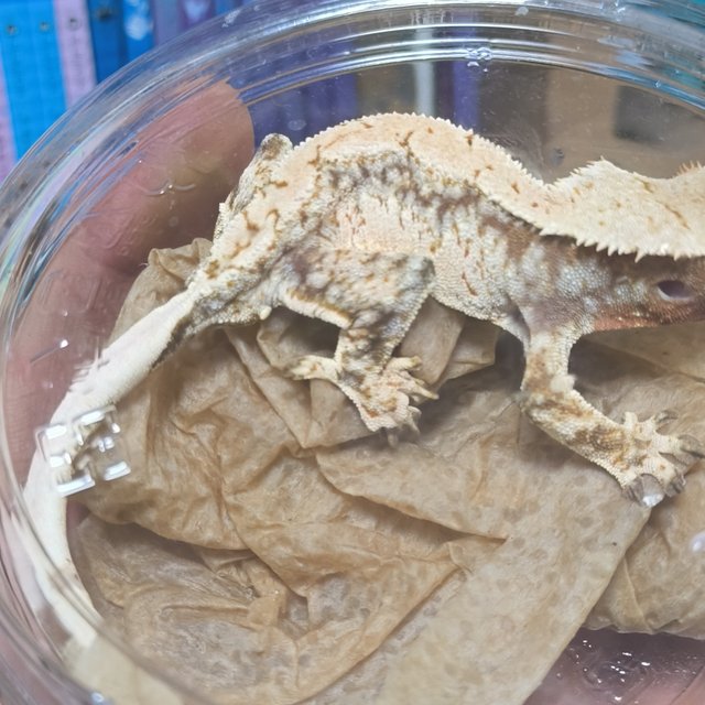 노멀 드리피 화이트스팟 화이트포트홀 레드