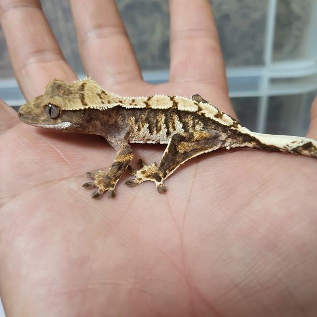 트라이