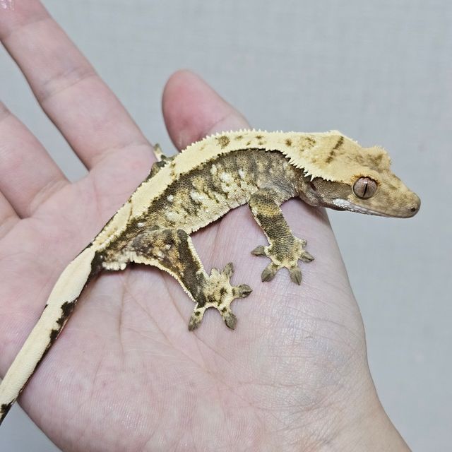 익스트림할리퀸 트라이
