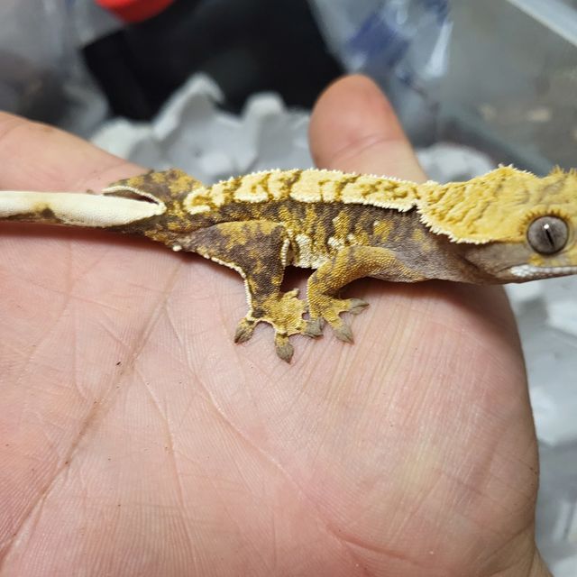 트라이