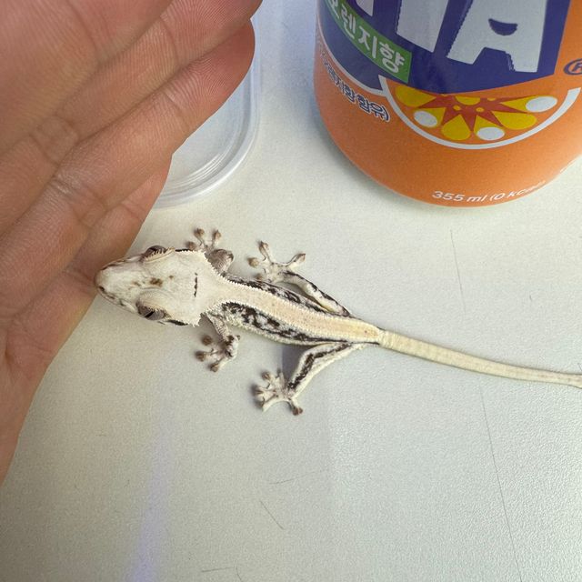 릴리화이트