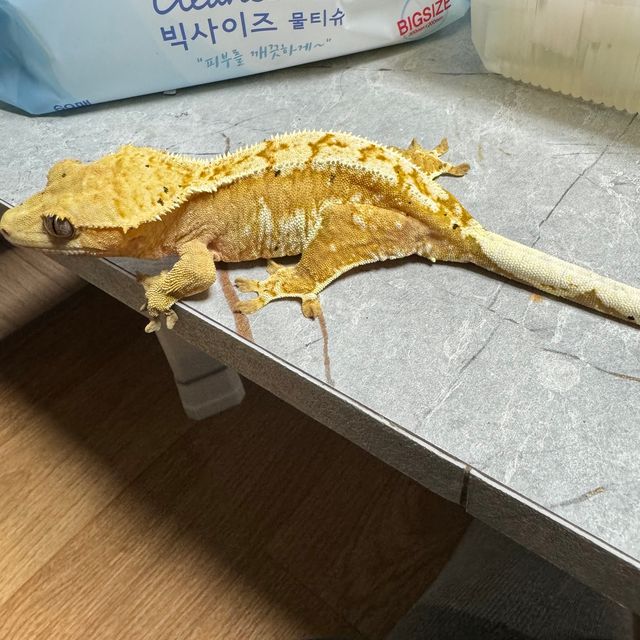 노멀 화이트스팟 화이트핀 화이트포트홀 옐로우 크림