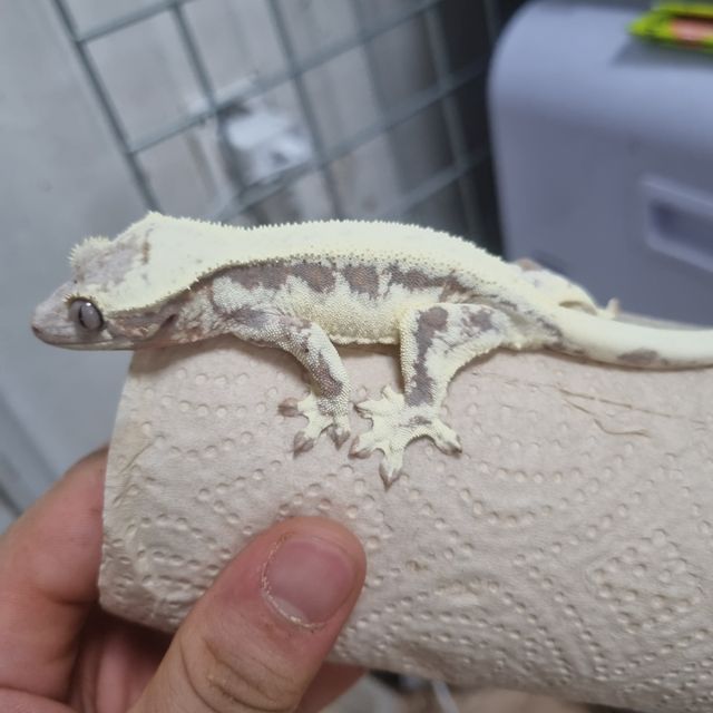 프라푸치노 솔리드백
