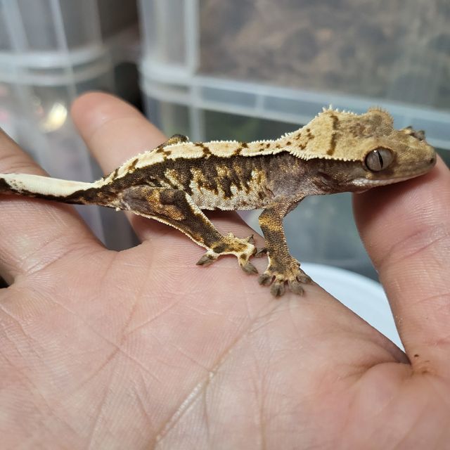 트라이