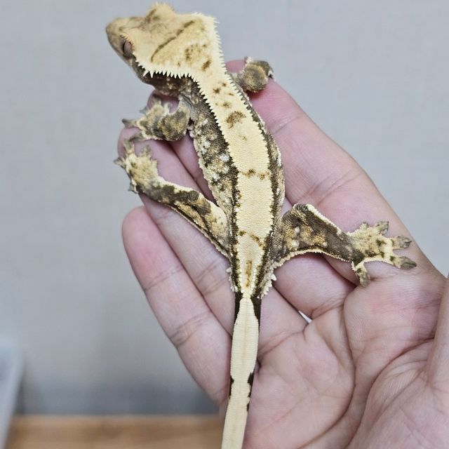 익스트림할리퀸 트라이