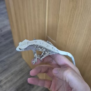 세이블 드리피
