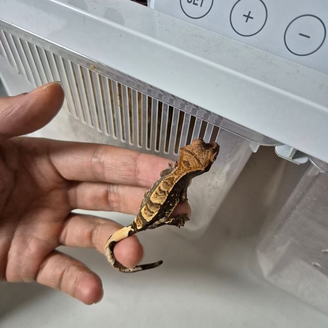 카푸치노