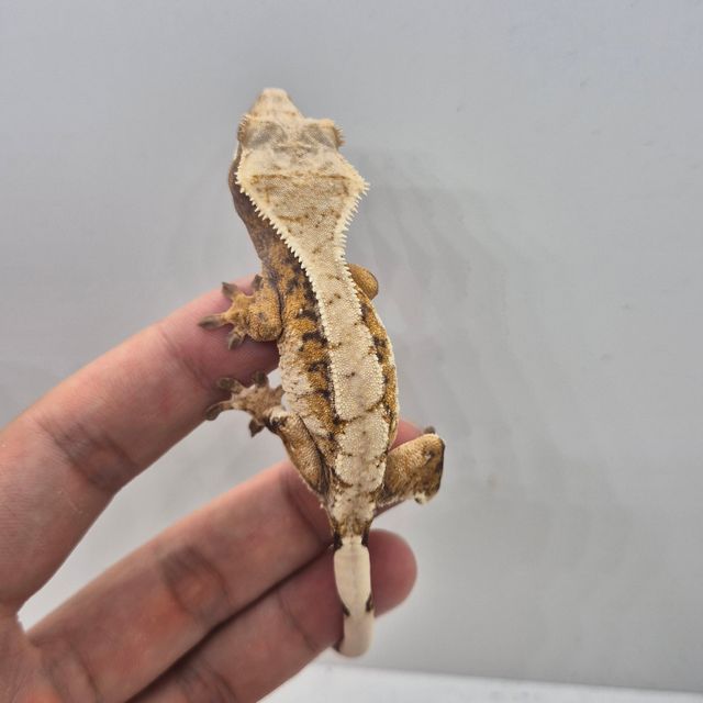 노멀 트라이 드리피