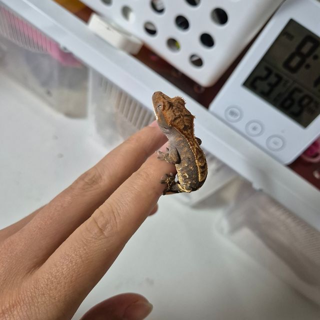 카푸치노