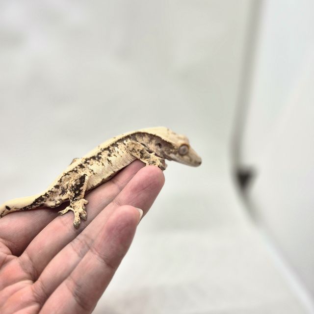 노멀 트라이 드리피 익스트림할리퀸