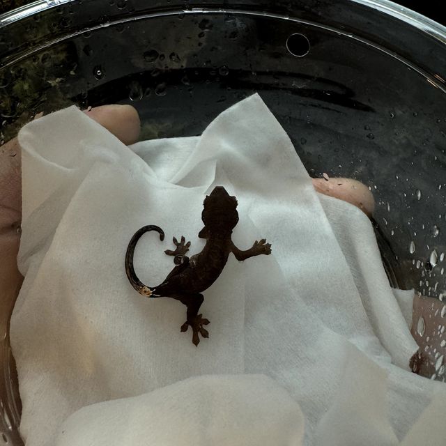 챠콜 알티